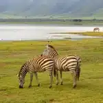 4 days luxury safari