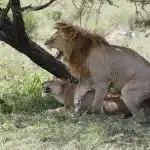 serengeti national park