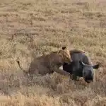 serengeti national park