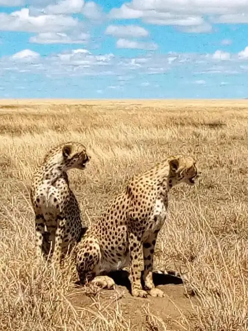 Tanzania luxury safari