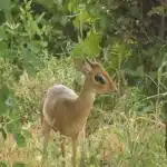 tarangire national park