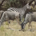 tarangire national park