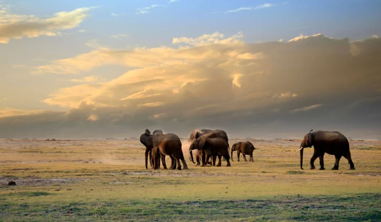 Amboseli National park