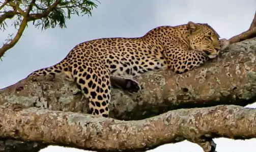 6 Days Tanzania Private Safari