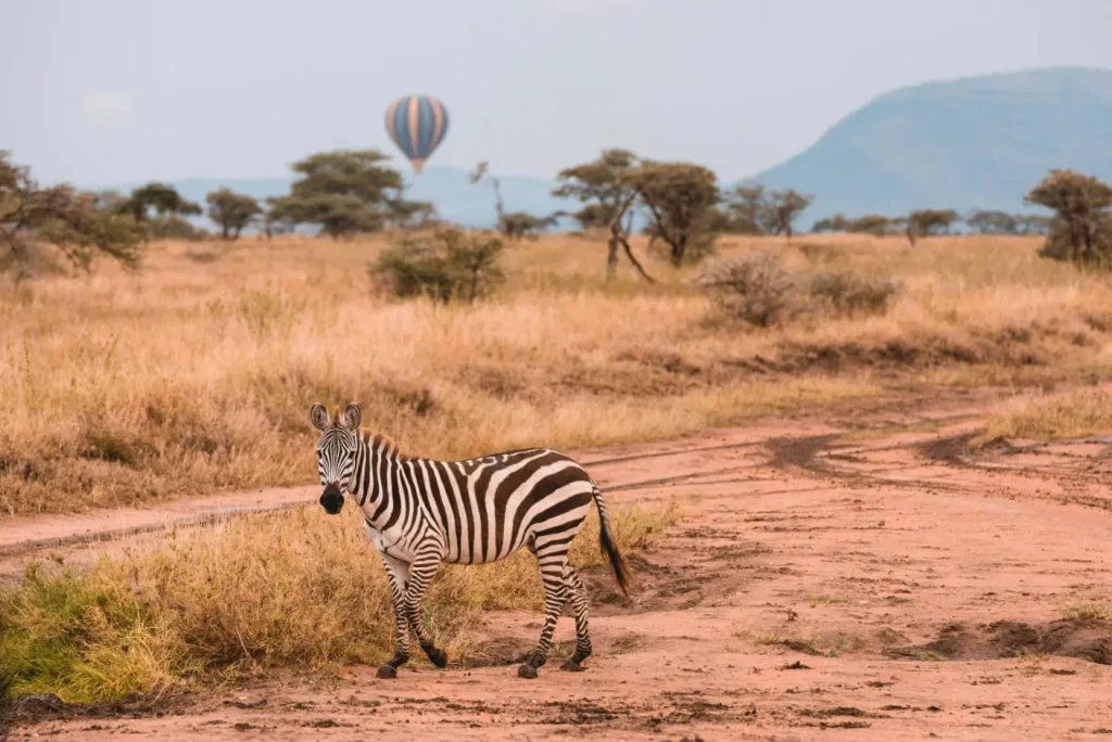 Tanzania And Kenya Luxury Safari