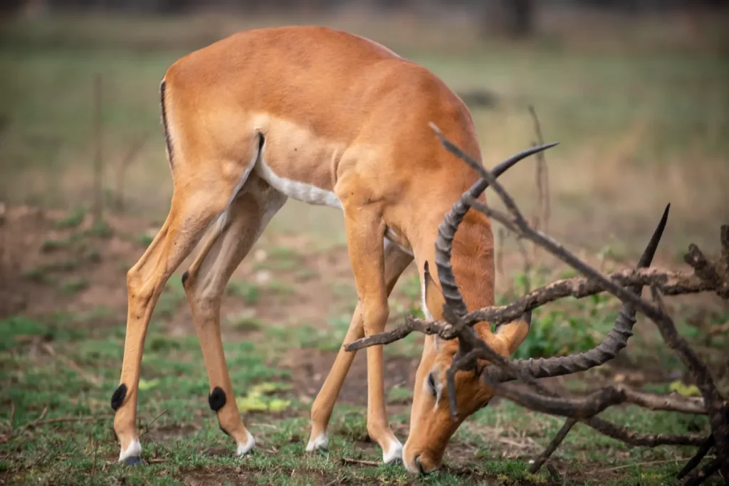 9 days Tanzania standard safari