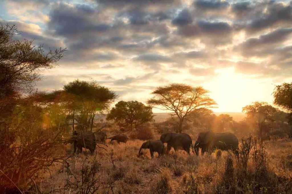 Tanzania Private Safari Tours