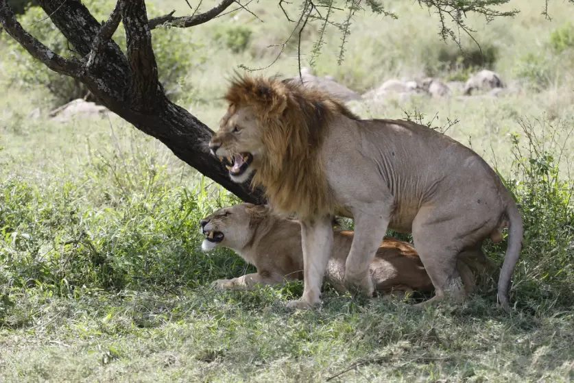 serengeti national park