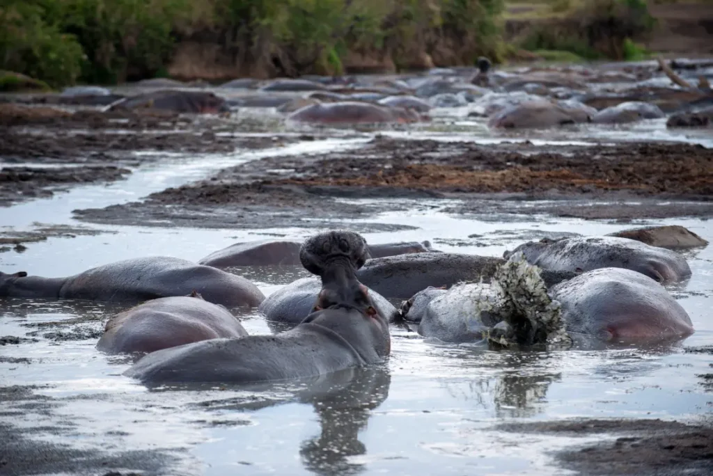 9 Days Tanzania honeymoon safari and zanzibar