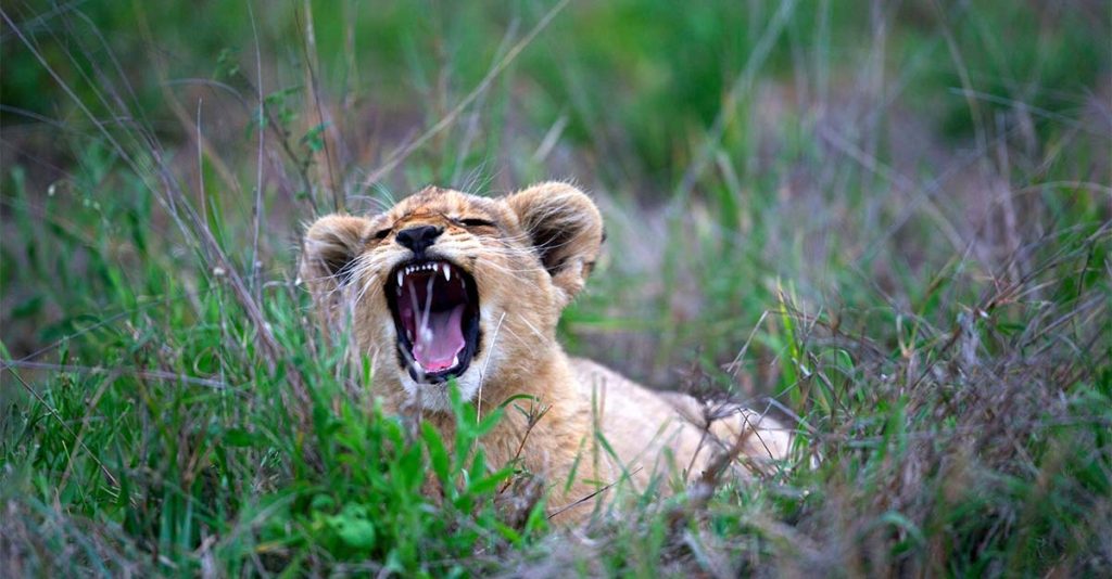 Is It Safe To Travel to Tanzania in 2026/2027?