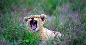 Is It Safe To Travel to Tanzania in 2026/2027?