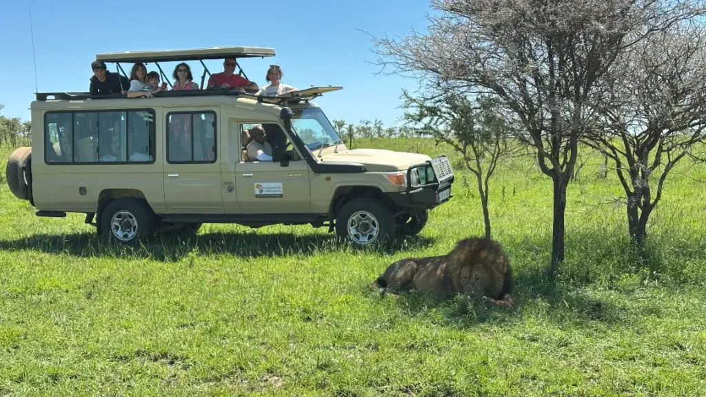A 4x4 safari jeep with tourists observing a lion during their safari.