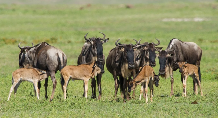 Calving season in the Ndutu area during the green season, teeming with newborn wildebeest and lush landscapes.