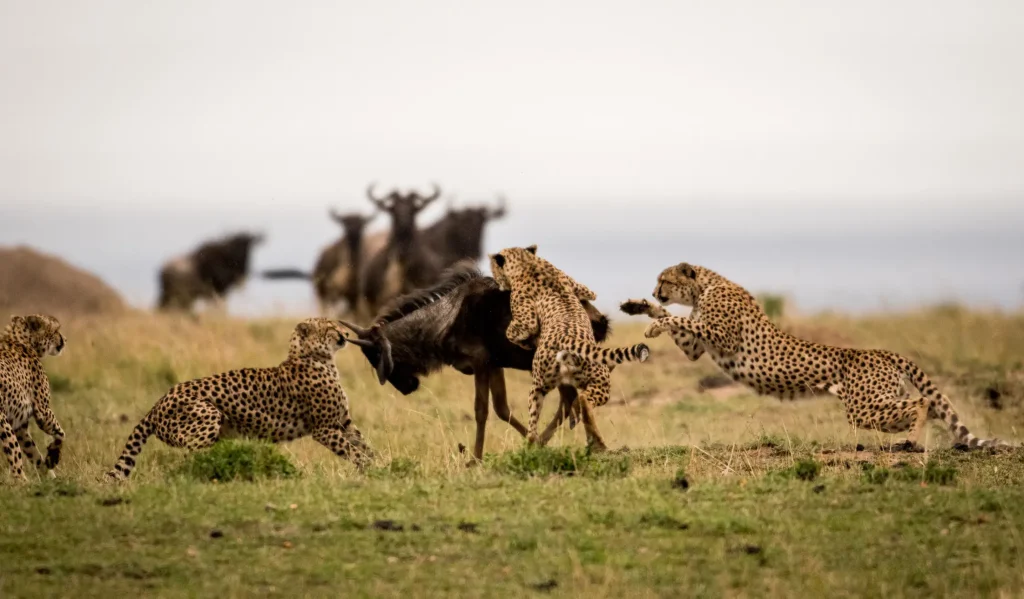 How Many Days Do You Need for a Safari in Tanzania