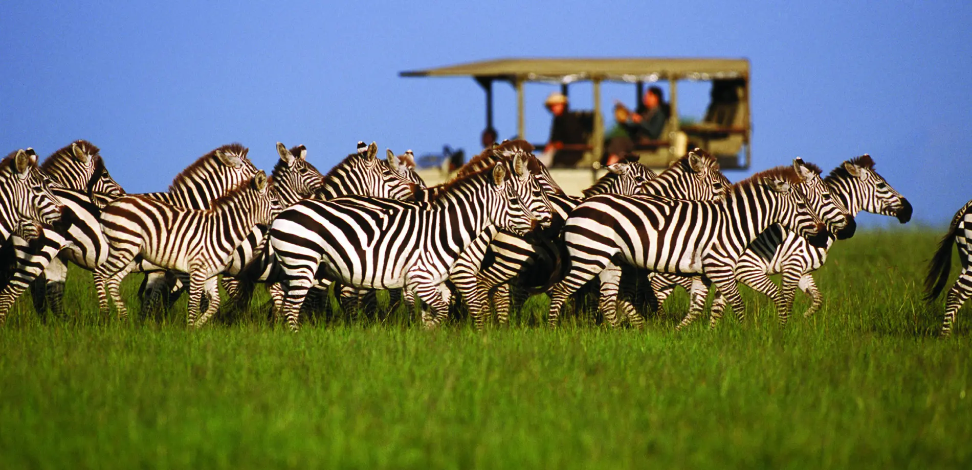 Tanzania safari guide 2026
