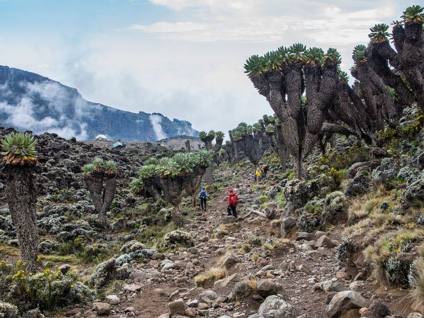 Trekkers hiking through groundsel on mountain kilimanjaro