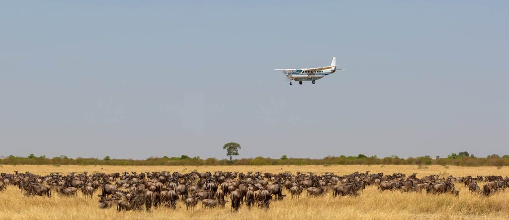 fly in safari - serengeti