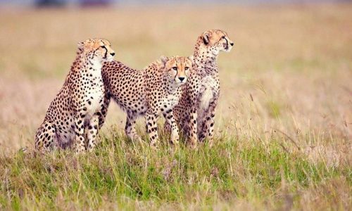 5 Days Group Joining Camping Safari