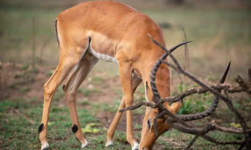 9 days Tanzania standard safari