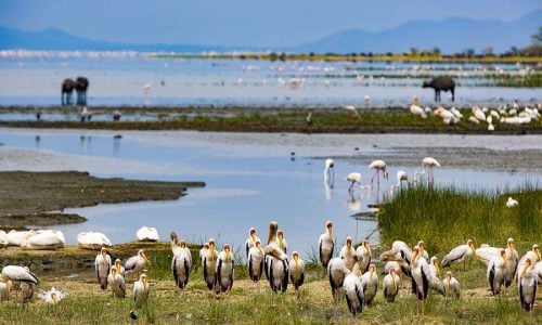 activities in lake manyara national park