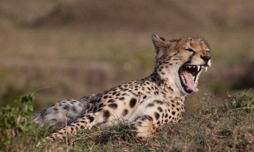 10 days kenya safari