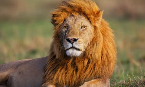 4 Days Kenya Maasai Mara Safari