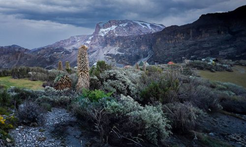 kilimanjaro