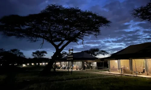 Tanzania bush camps ndutu