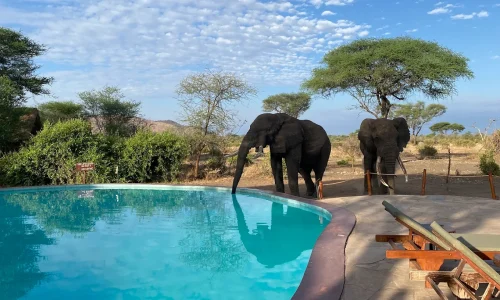 Tarangire Simba Lodge