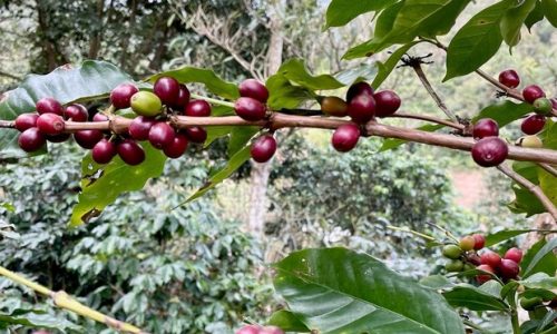 Visit Arusha Coffee Plantation