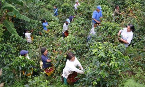 Arabica and Robusta coffee are Tanzania’s largest export,