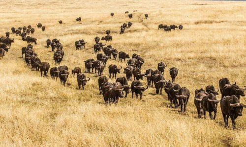 maasai mara national reserve