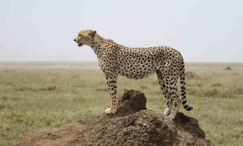 serengeti cheetah