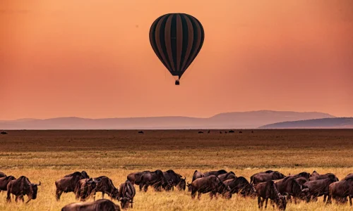 5 Days Tanzania Safari