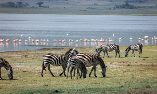 6 days Tanzania luxury safari