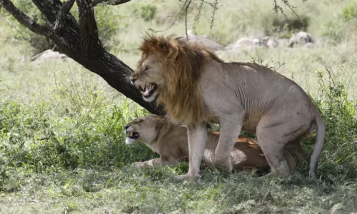 serengeti national park