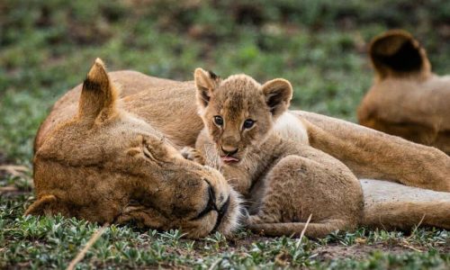 Tanzania Tailor Made Travel