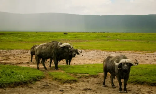 14 days luxury safari and zanzibar