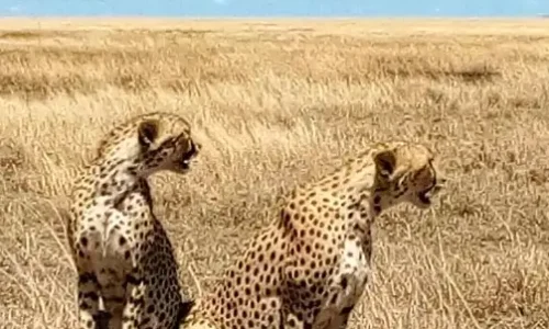 Tanzania luxury safari