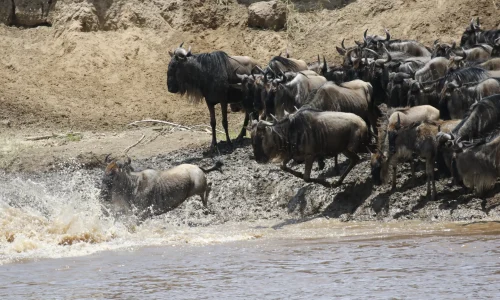 Tanzania landrover safari