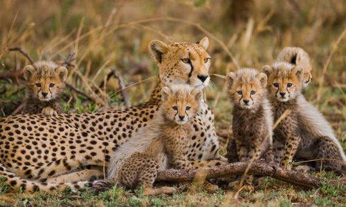 serengeti national park