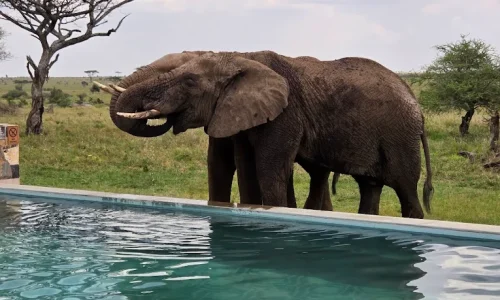 serengeti-sametu camp