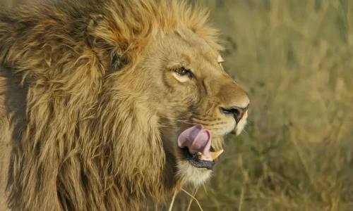lion serengeti national park