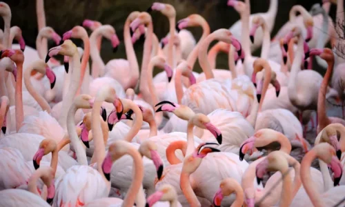 ngorongoro conservation area