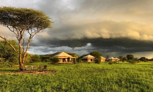 Serengeti Sound Of Silence