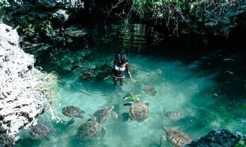 swim with turtles in zanzibar tanzania