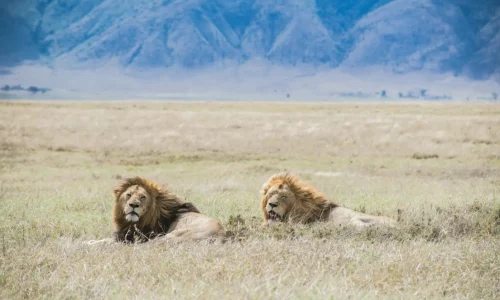 tanzania luxury honeymoon