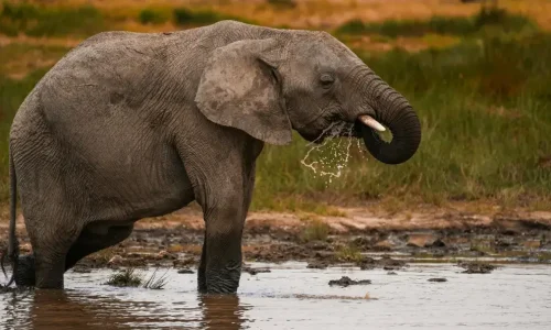 12 Days Tanzania + Kenya Migration Safari